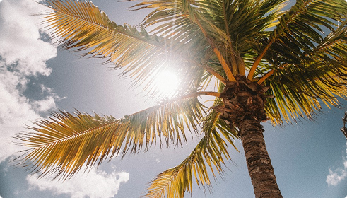 Tropical scenery in New Orleans